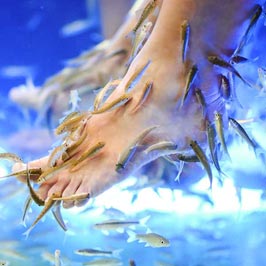 Massage-Gutschein für Fish Spa einlösen